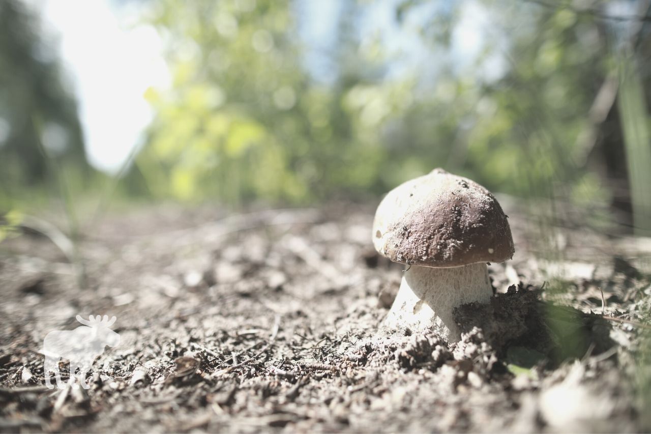 How Can You Tell if a Bolete Mushroom is Poisonous