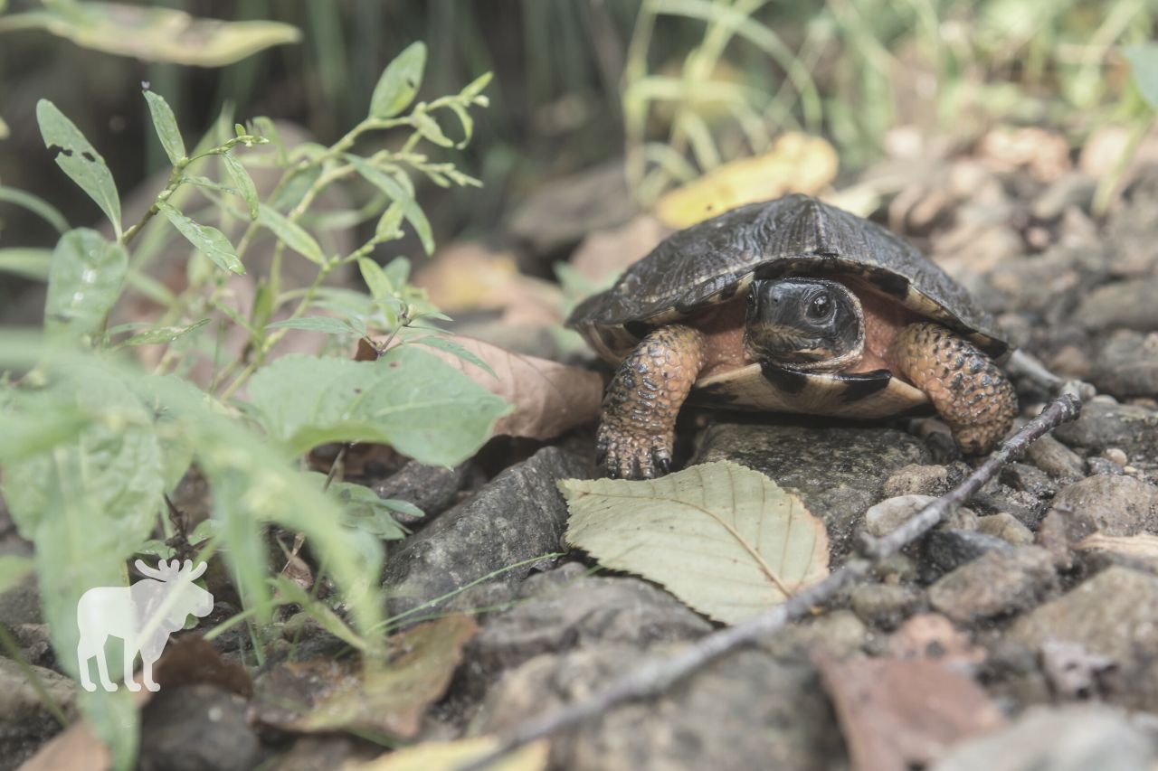 Is the North American Wood Turtle an Omnivore