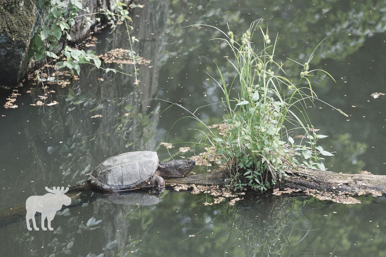 How Long Can Snapping Turtles Stay Underwater