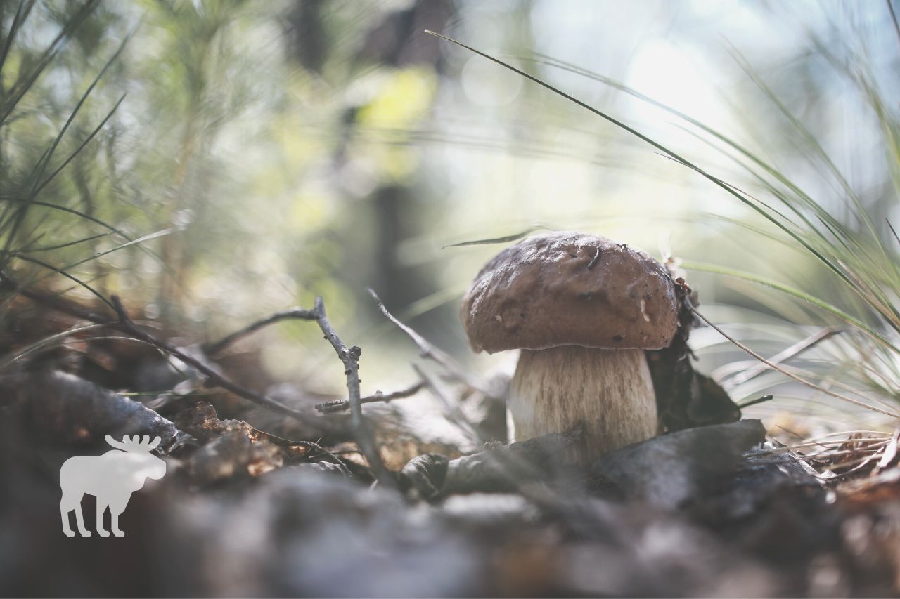 How Do Animals Know Which Mushrooms are Safe to Eat?