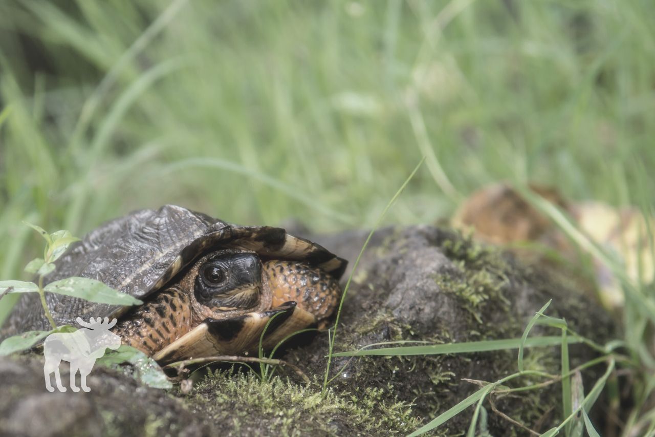 How Fast Do Wood Turtles Grow?