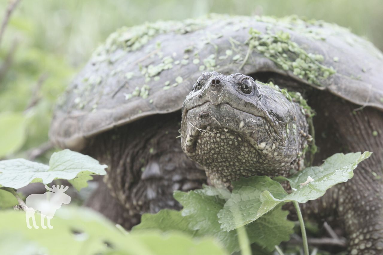 What Does a Snapping Turtle Eat in the Wild