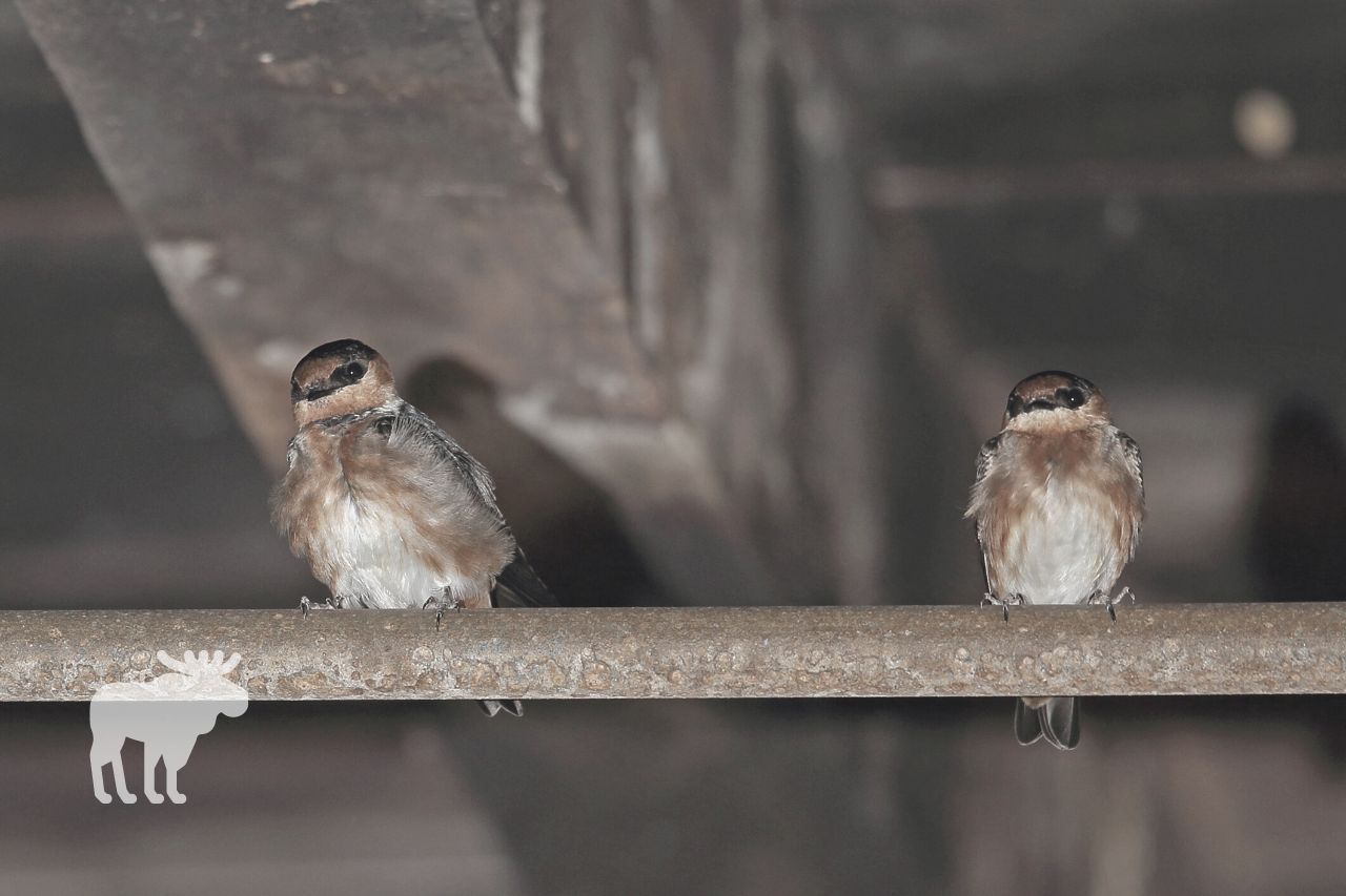 Cave swallows