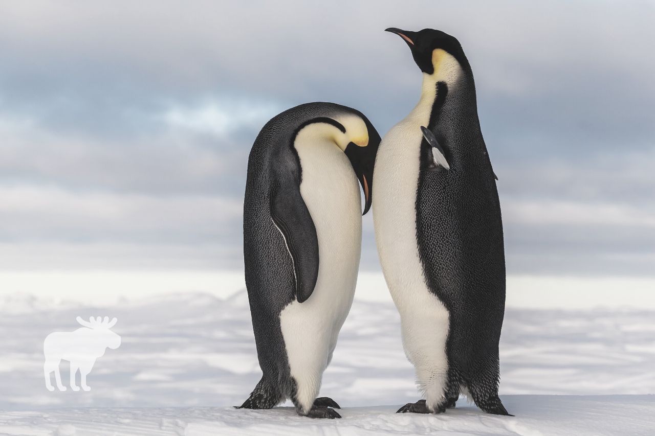 species of penguins