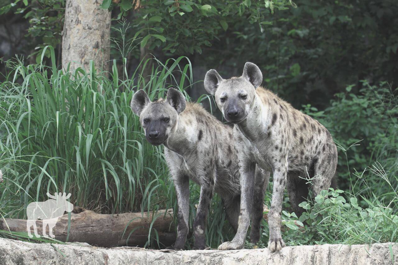 Groups of hyenas