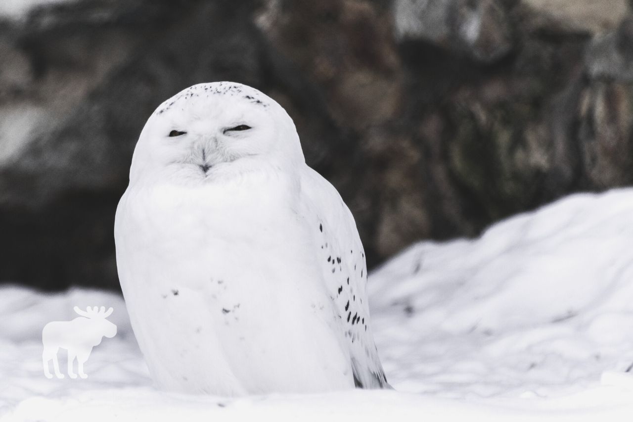 Snowy owls 