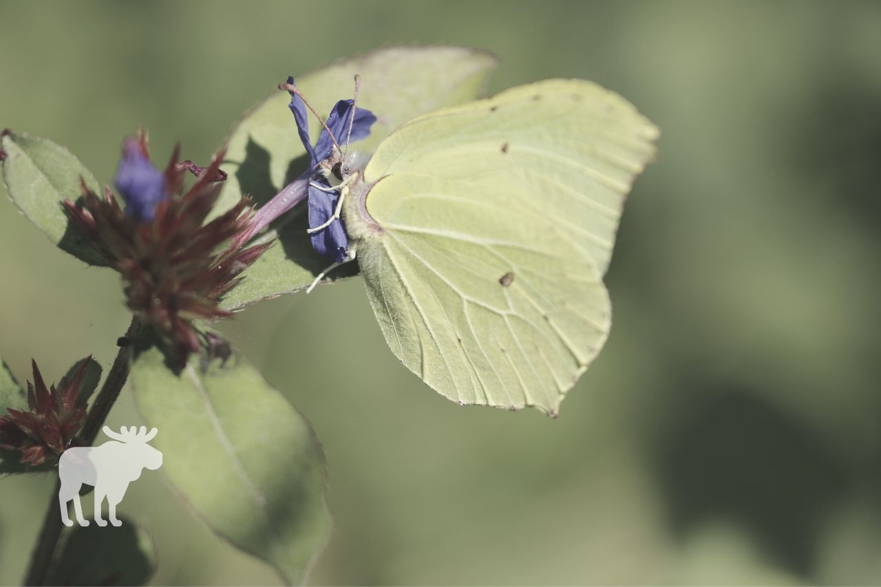 Common brimstone butterflies