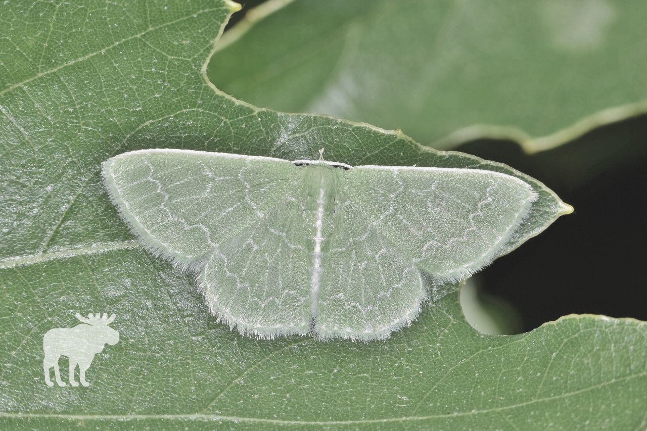 gum emerald moths