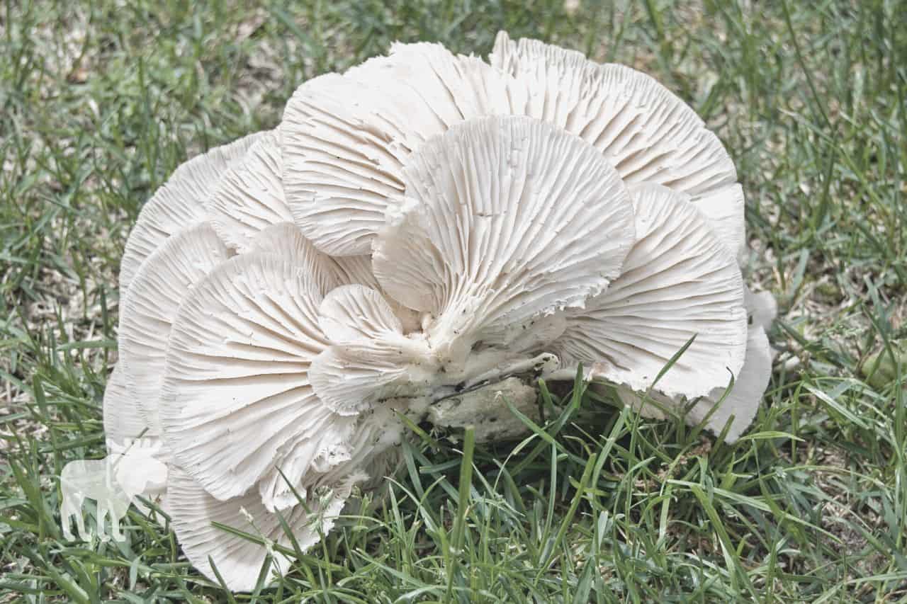 Angel wing mushrooms