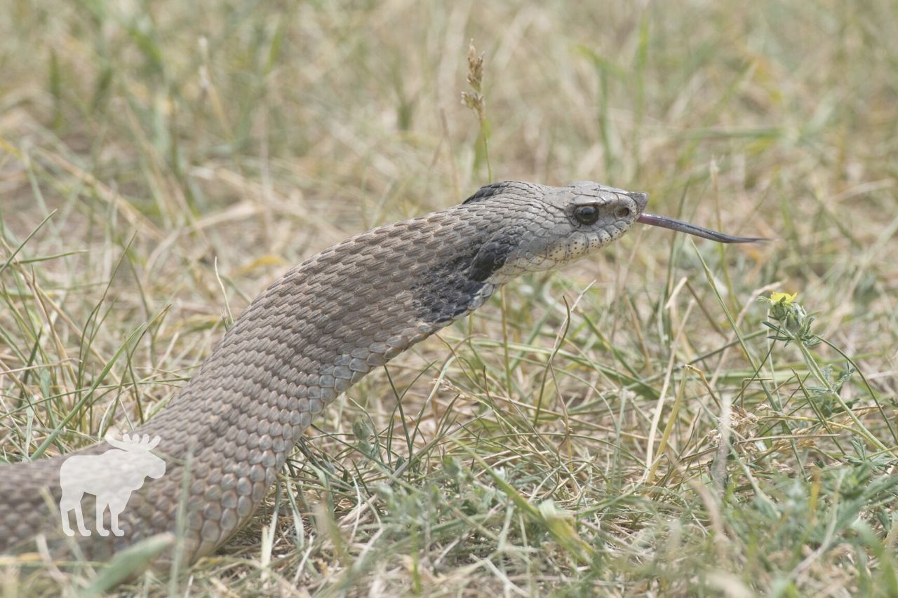 snakes that look like rattlesnakes
