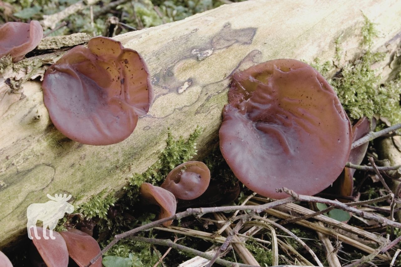 Amber Jelly Roll Mushrooms