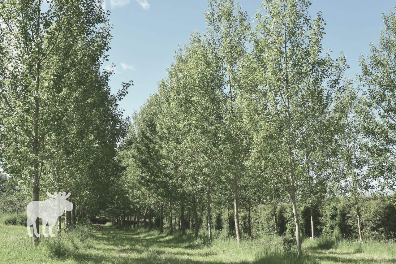 Poplar trees 
