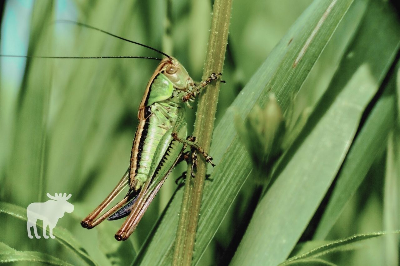 are grasshoppers helpful or harmful