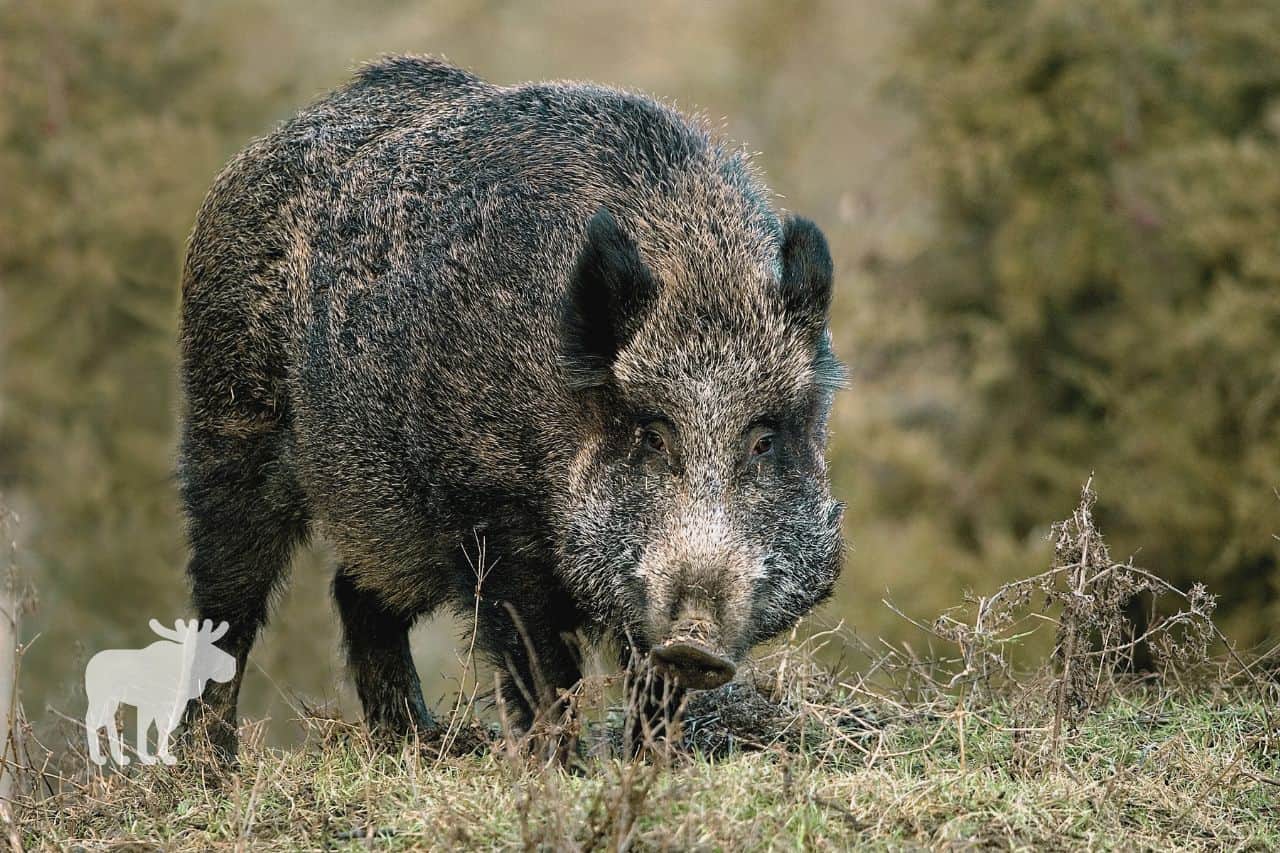 What Are Wild Boars?