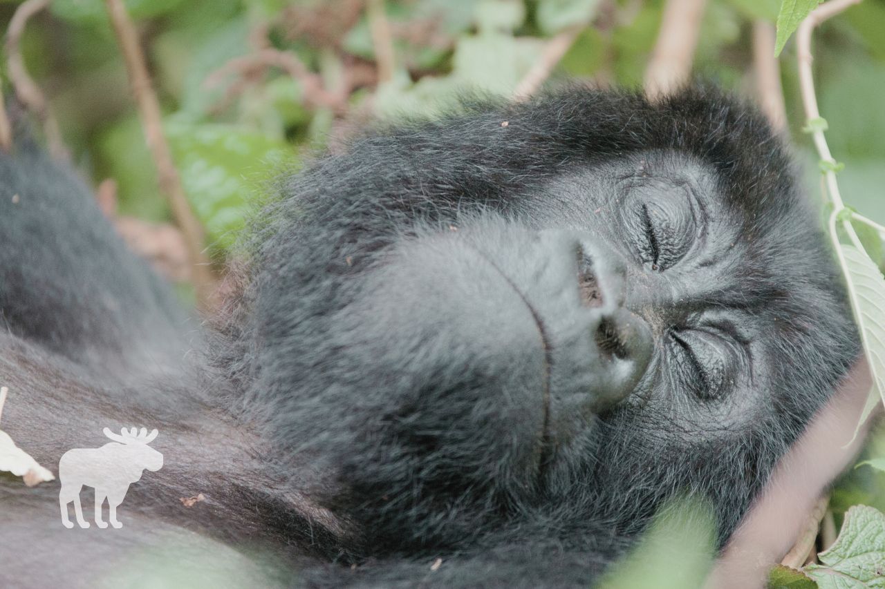 where do gorillas sleep