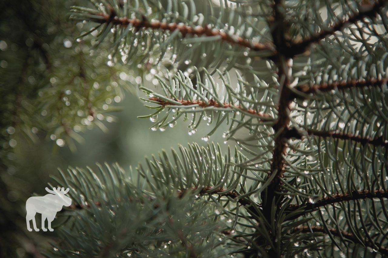 Differences Between Pine And Douglas Fir