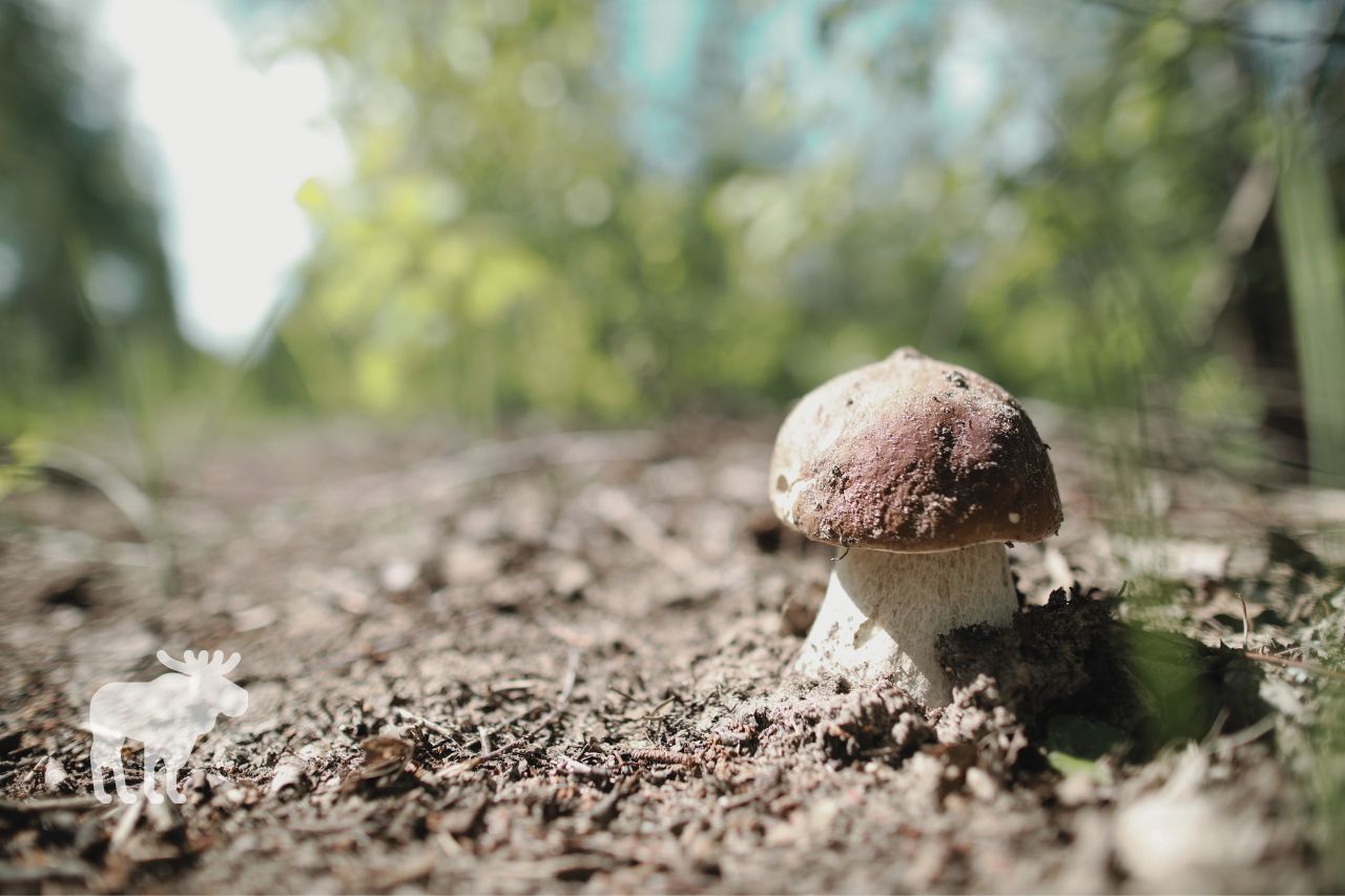 types of bolete mushroom