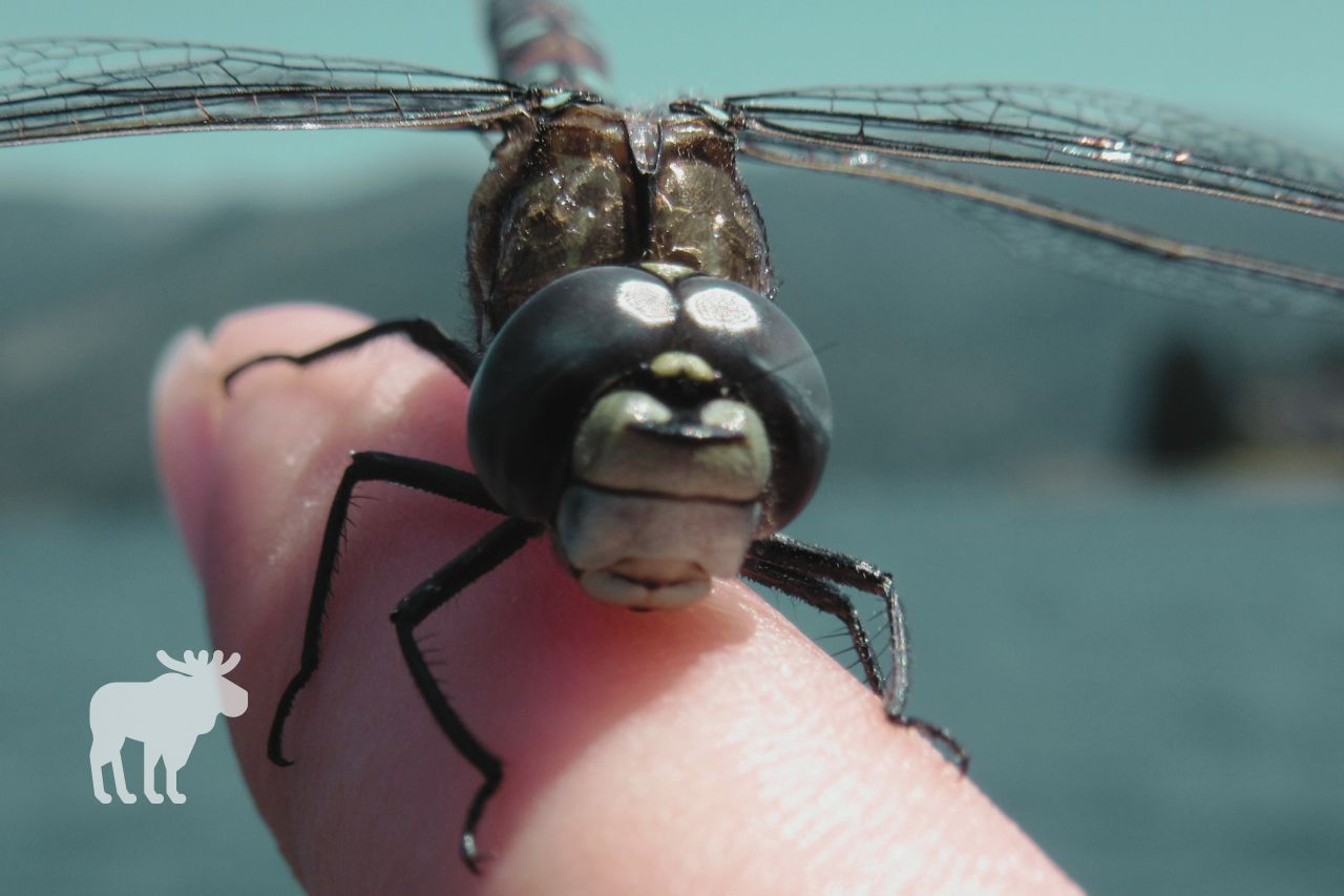 Are Dragonflies Dangerous to People?