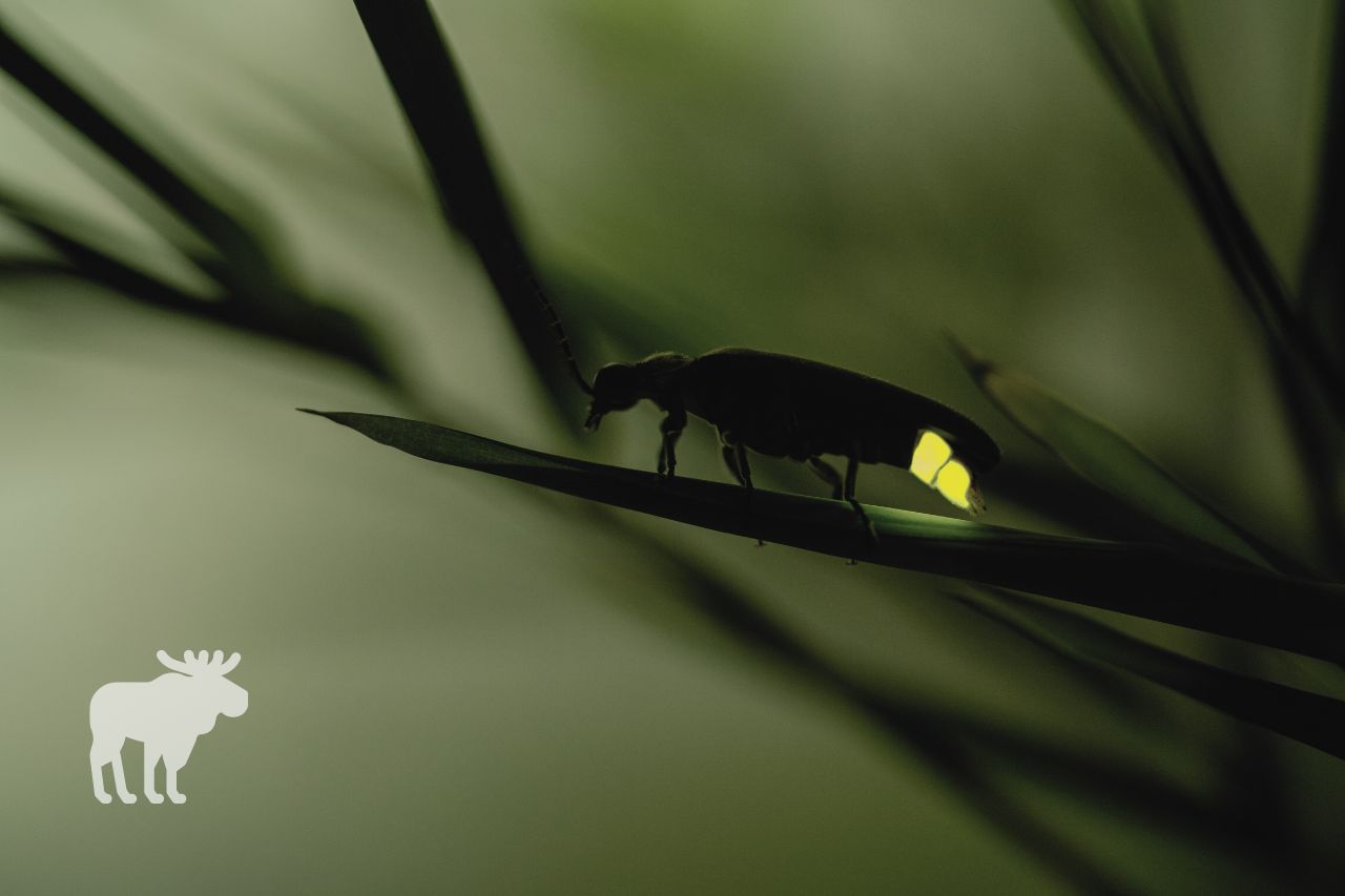 Are Fireflies Endangered?