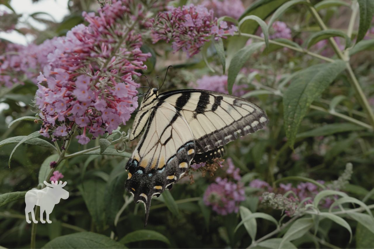 What Are Tiger Swallowtails?