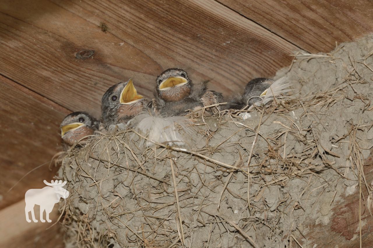 Are Barn Swallows Nocturnal or Diurnal?