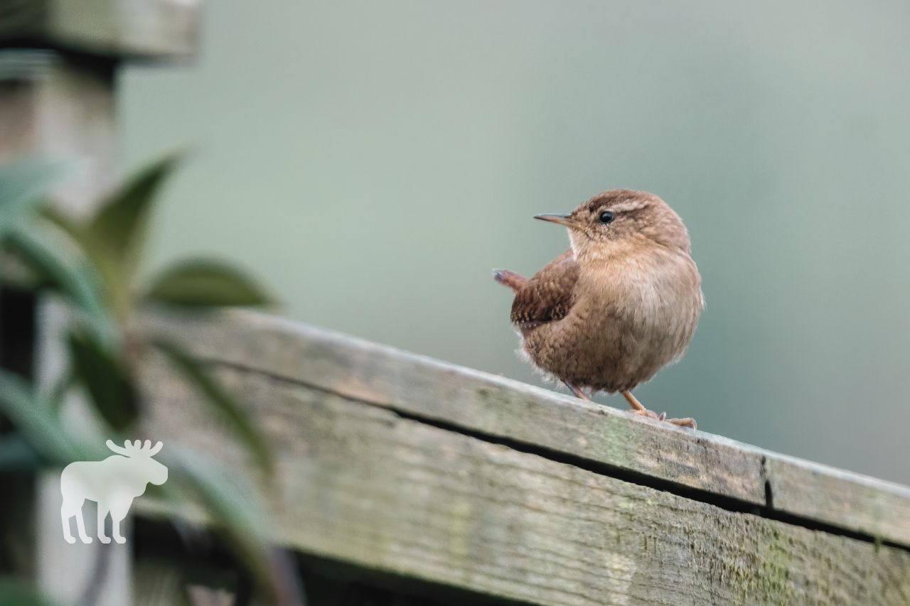 What Are Wrens?