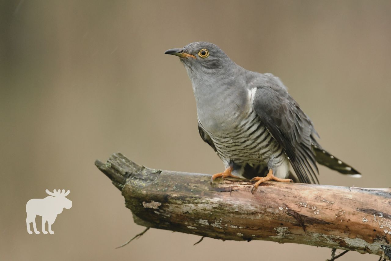 Is the Cuckoo a Protected Species?