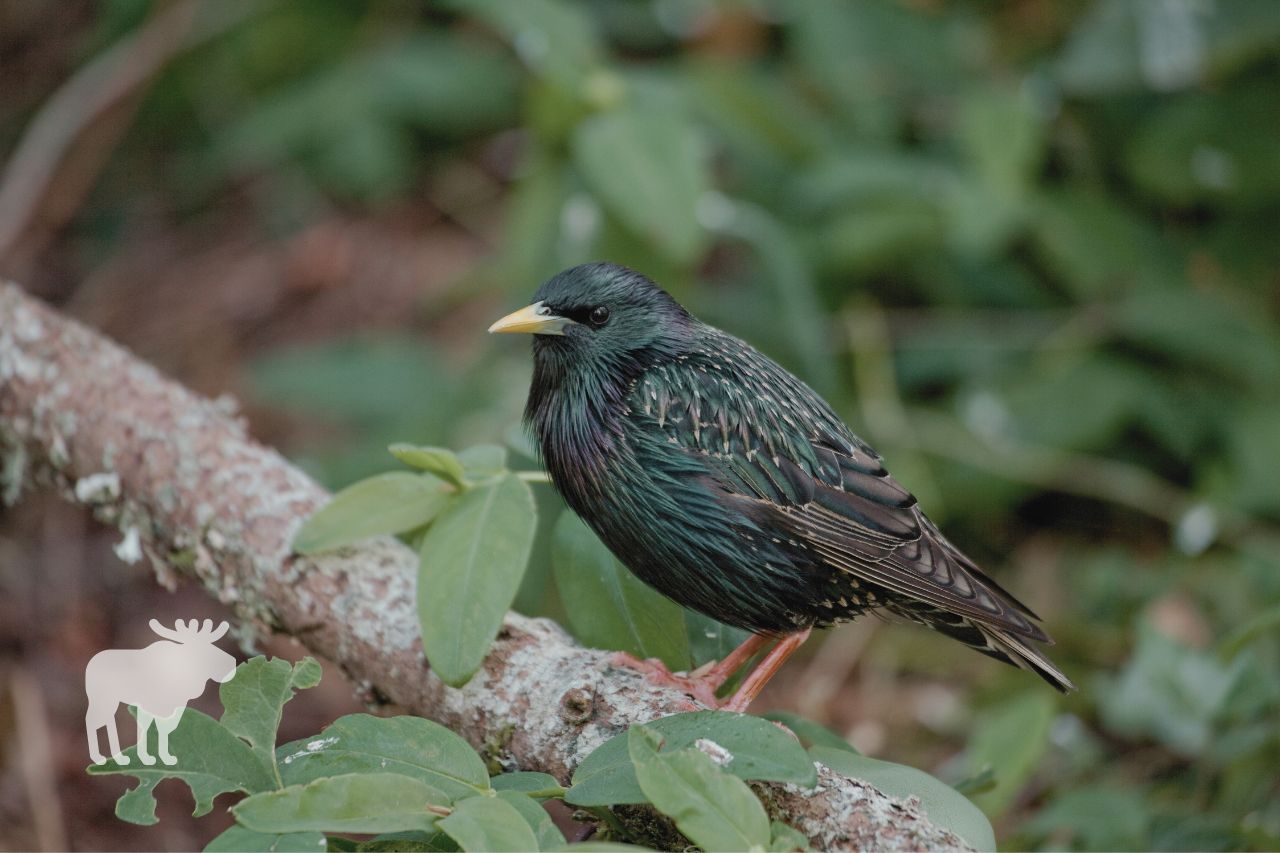 What is a Starling?