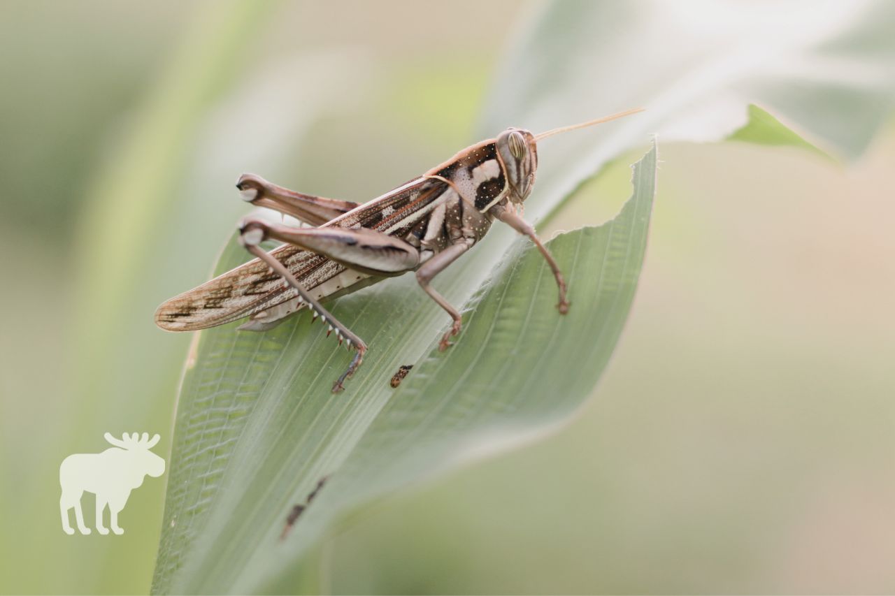Are Grasshoppers Good or Bad for Your Yard?