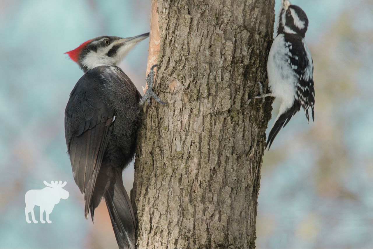 are woodpeckers aggressive to other birds