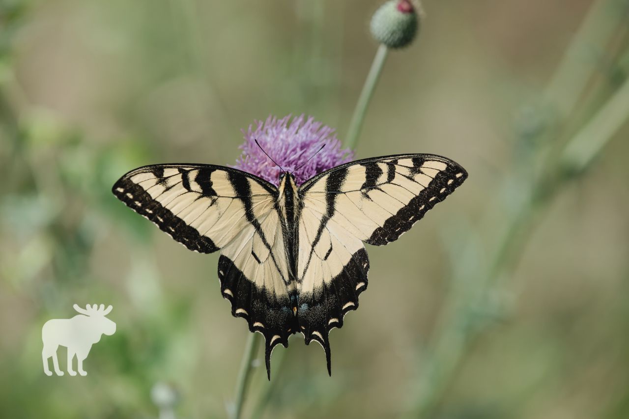 What Are Tiger Swallowtail Butterflies?