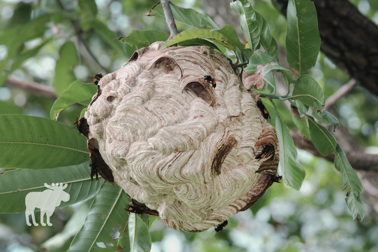 Should a Wasp Nest Be Removed?