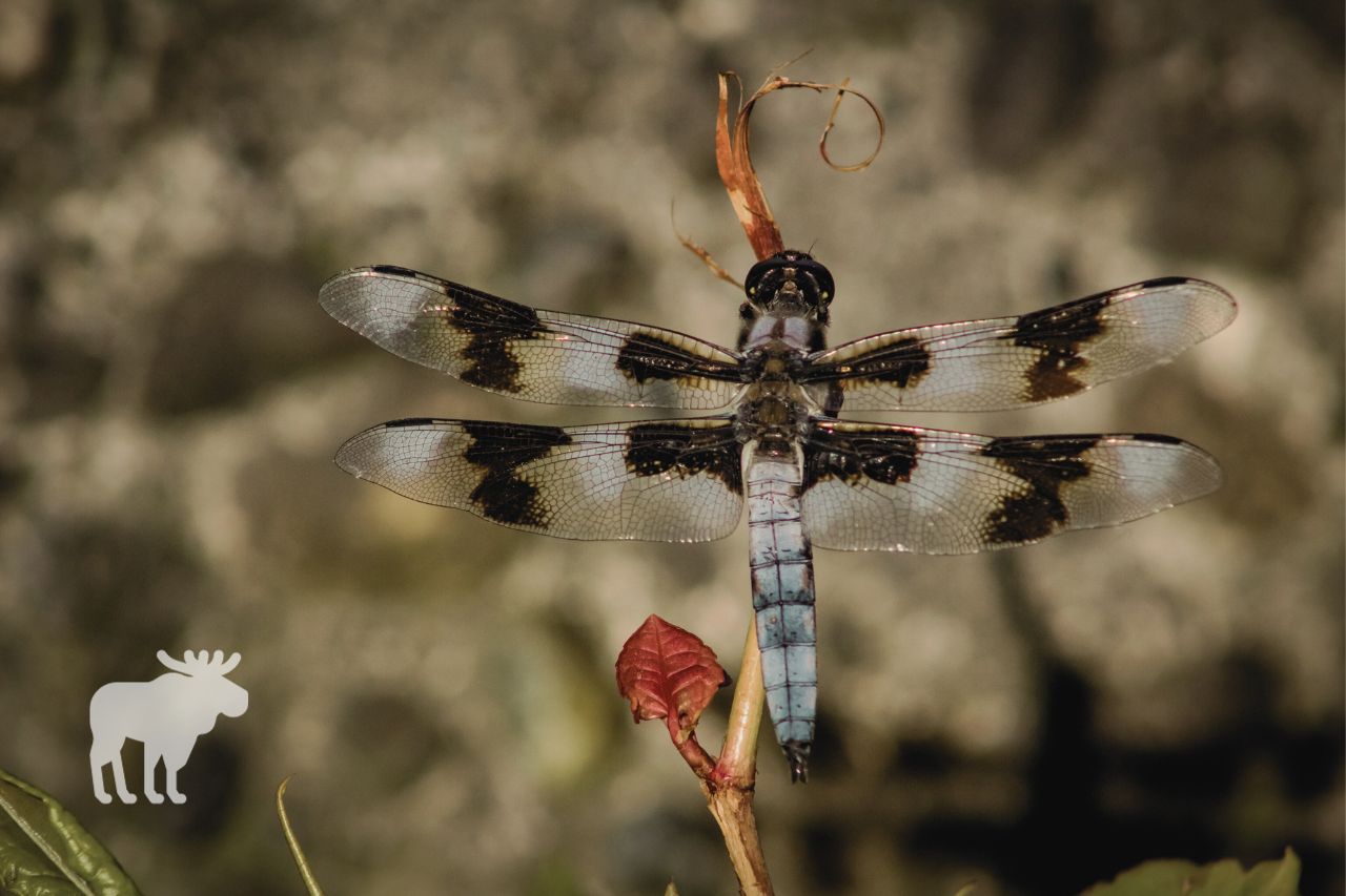 Are Dragonflies Affected By Climate Change?