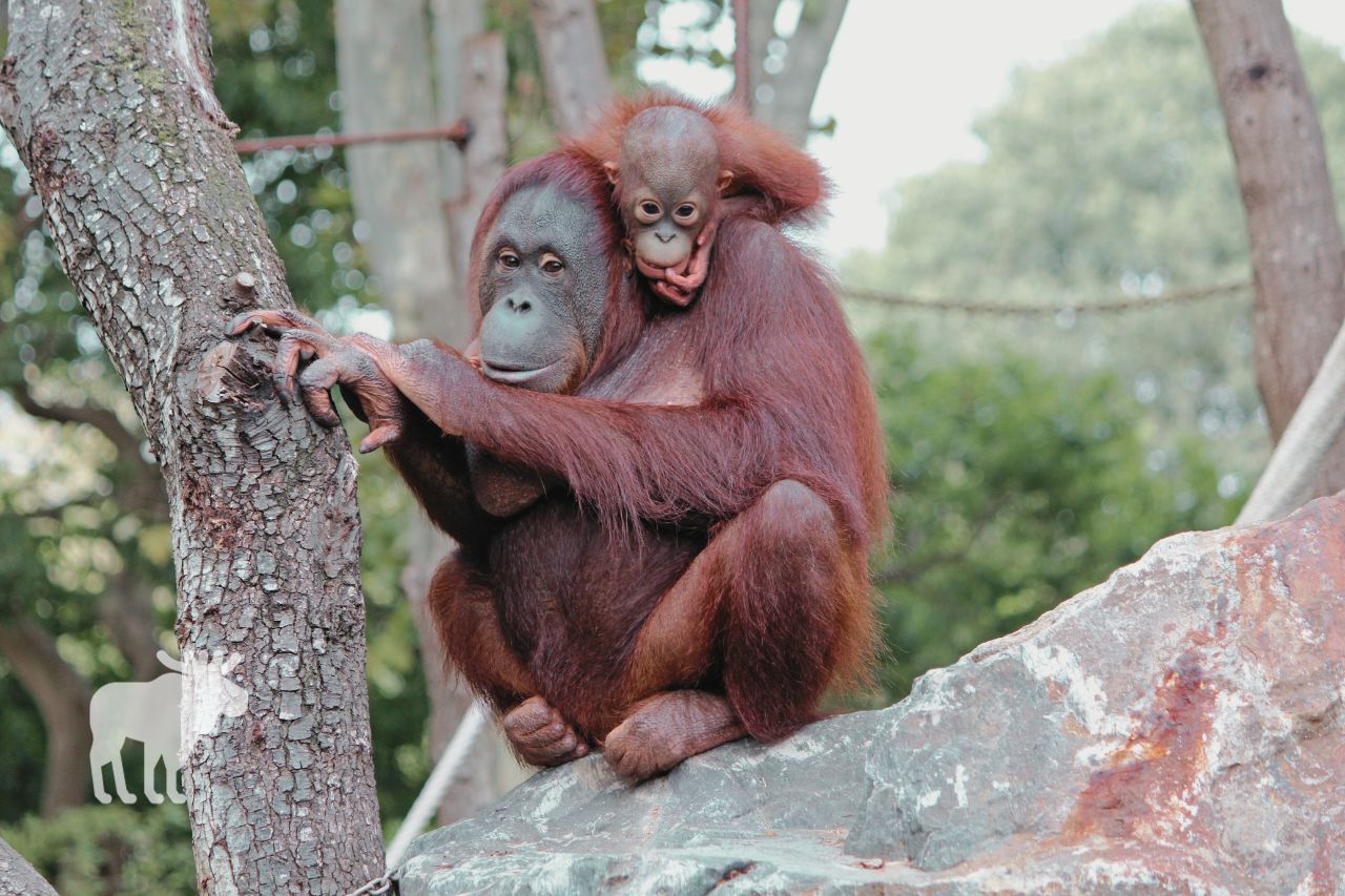 Do Orangutans Have Predators?