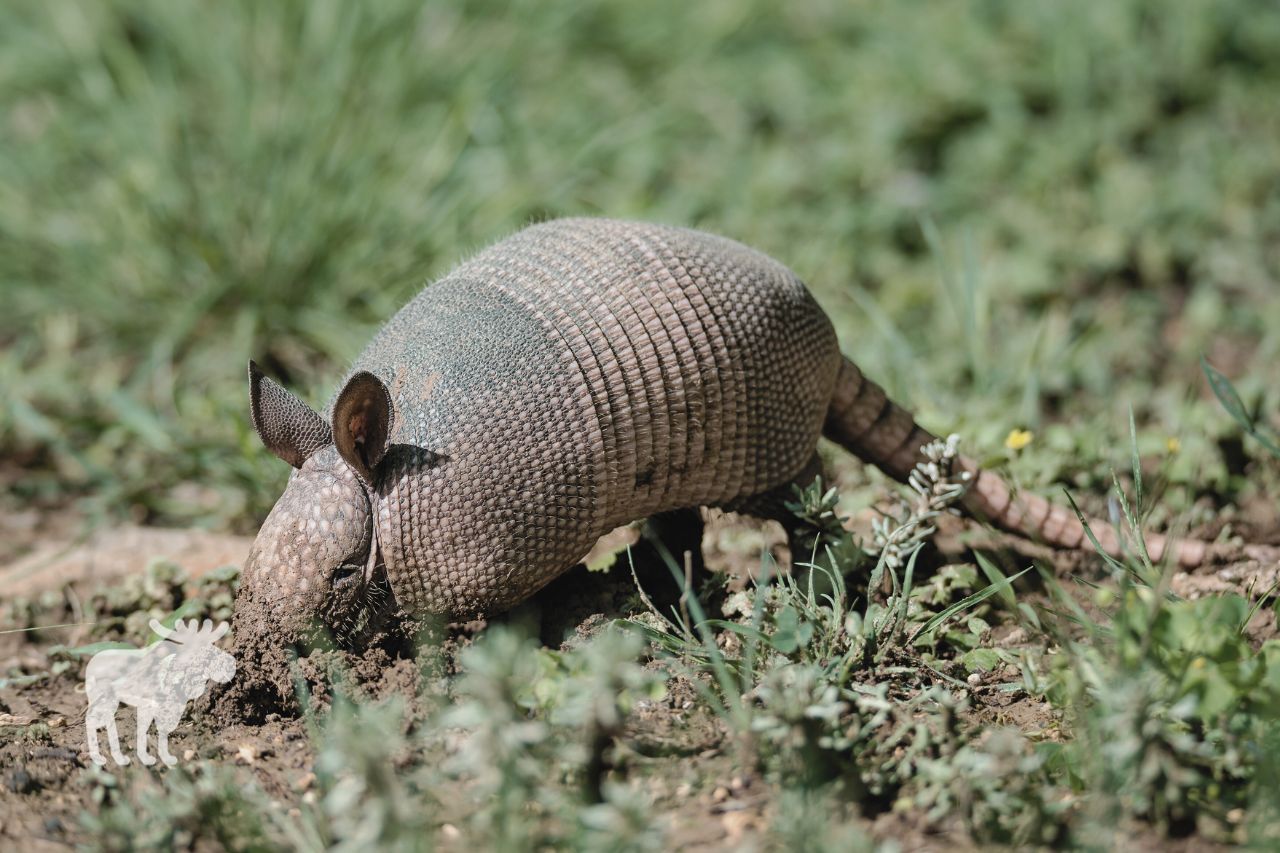 what to do if your dog kills armadillo