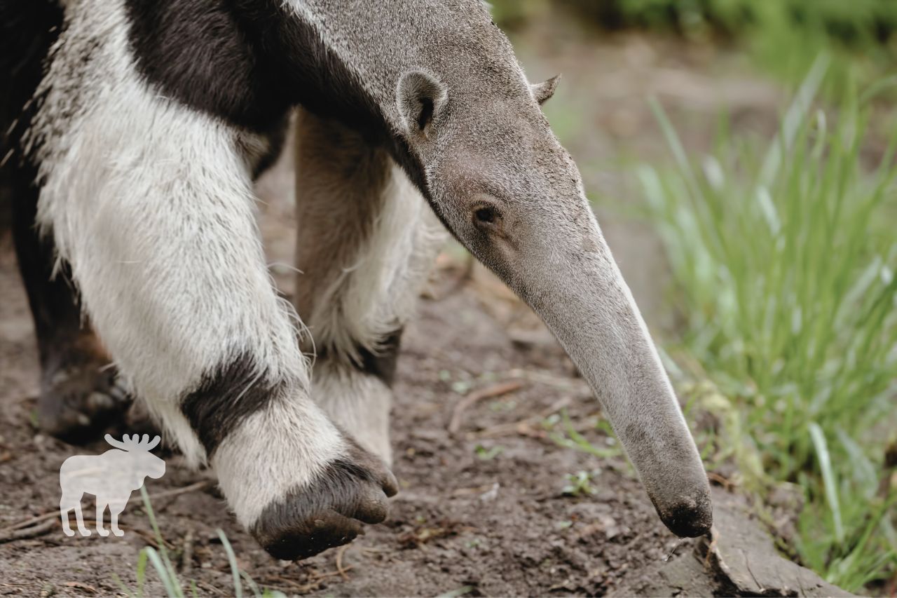 Where Do Anteaters Live in the U.S.?