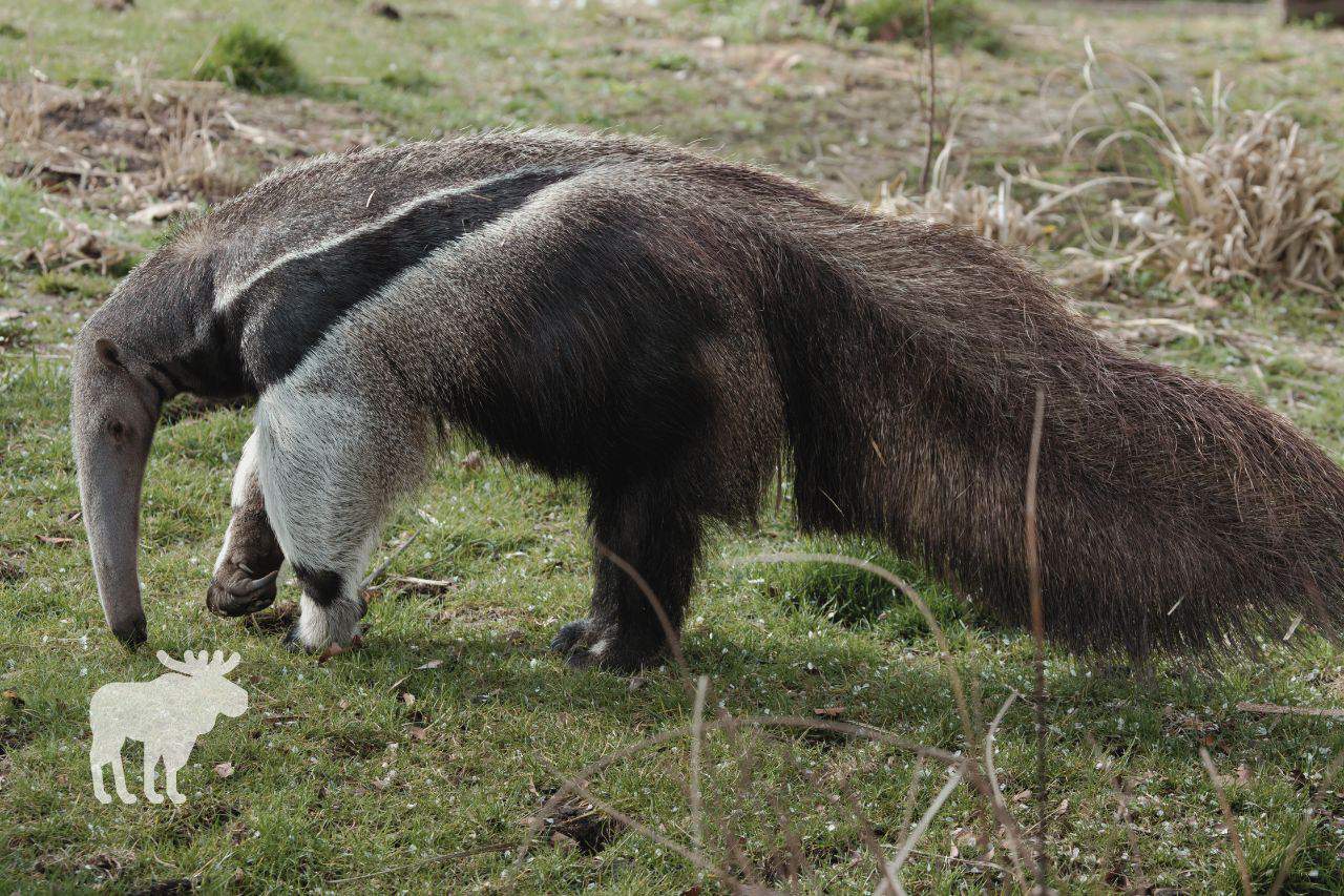 Do Anteaters Only Eat Ants