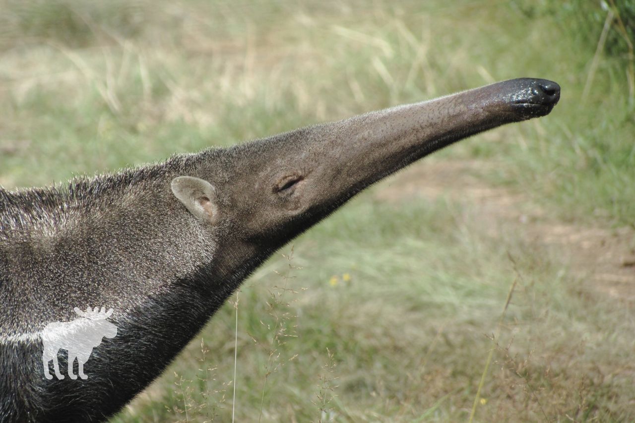 What Makes Anteaters Deadly?