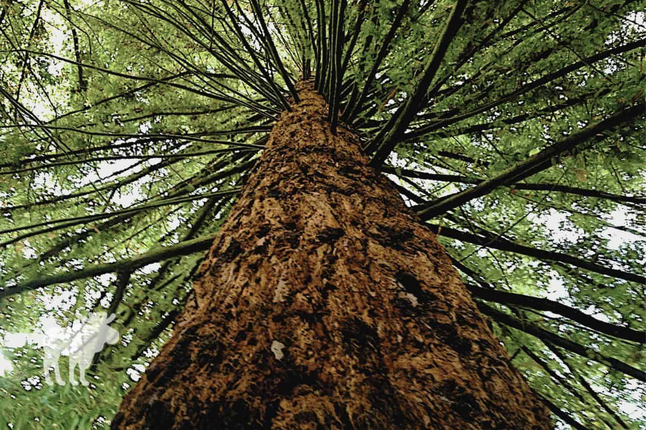 how long do western hemlock trees live