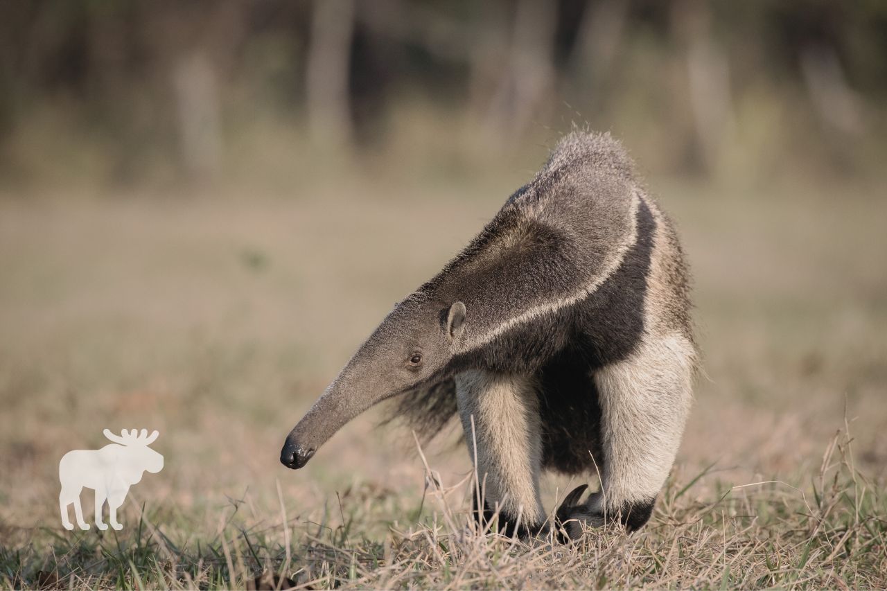 What Physical Adaptations Do Anteaters Have to Help Them Survive?