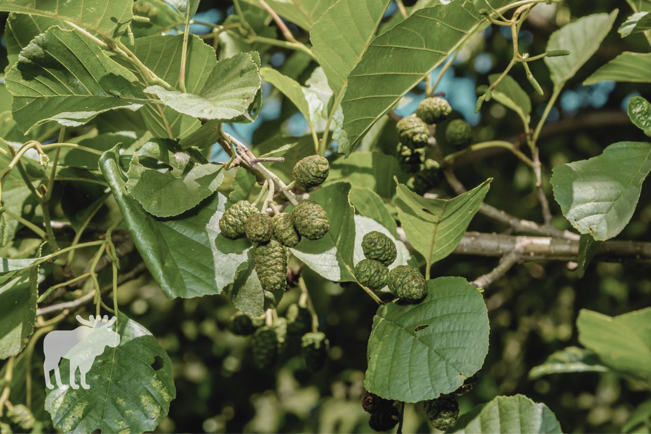 How To Grow Alder Trees From Seed